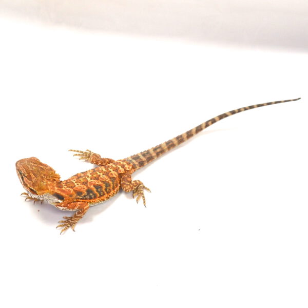 m&auml;nnliche Farb-Bartagame, eigene Nachzucht, Schlupf April 2026, 32 g, 25 cm, Pogona vitticeps