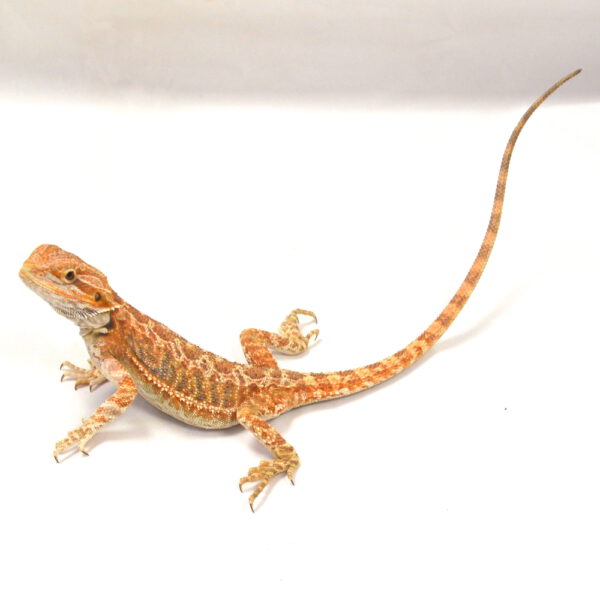weibliche Farb-Bartagame, eigene Nachzucht, Schlupf April 2026, 36 g, 26 cm, Pogona vitticeps