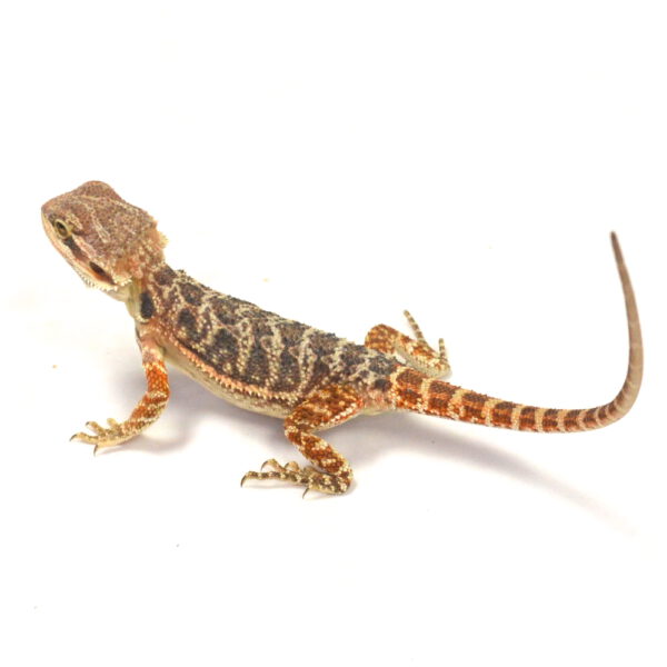 männliche Farb-Bartagame, eigene Nachzucht, Schlupf April 2026, 25 g, 21 cm, Pogona vitticeps