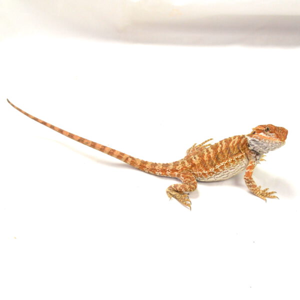 weibliche Farb-Bartagame, eigene Nachzucht, Schlupf April 2026, 40 g, 26 cm, Pogona vitticeps