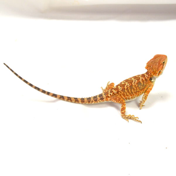 m&auml;nnliche Farb-Bartagame, eigene Nachzucht, Schlupf April 2026, 29 g, 23 cm, Pogona vitticeps