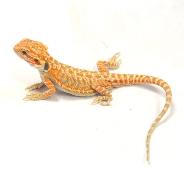 m&auml;nnliche Farb-Bartagame, eigene Nachzucht, Schlupf April 2026, 43 g, 27 cm, Pogona vitticeps