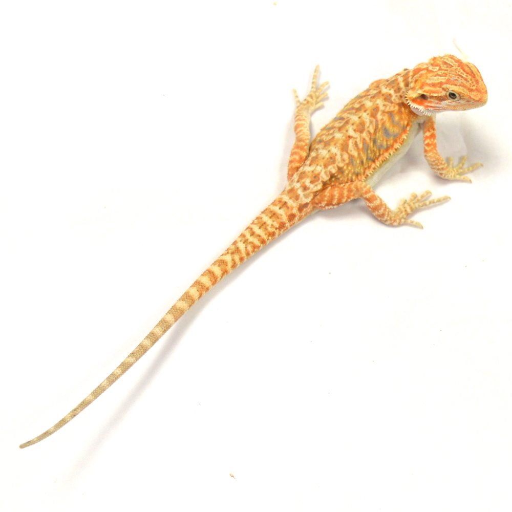 männliche Farb-Bartagame, eigene Nachzucht, Schlupf April 2026, 43 g, 27 cm, Pogona vitticeps – Bild 2