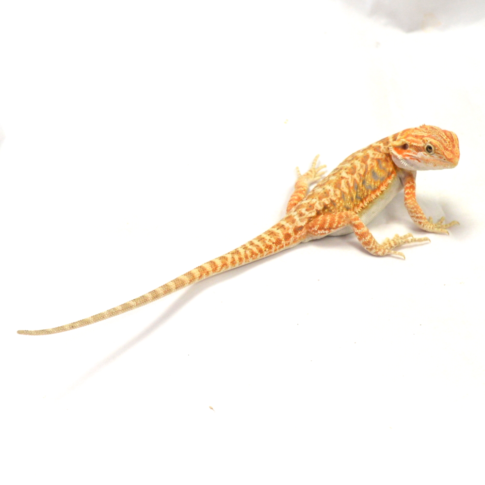 männliche Farb-Bartagame, eigene Nachzucht, Schlupf April 2026, 43 g, 27 cm, Pogona vitticeps – Bild 3