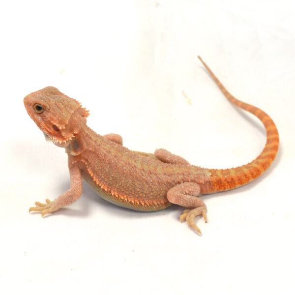 m&auml;nnliche Farb-Bartagame, eigene Nachzucht, Schlupf April 2026, 42 g, 26 cm, Pogona vitticeps