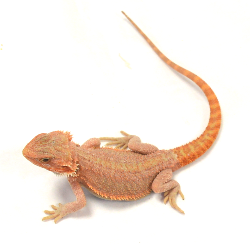 männliche Farb-Bartagame, eigene Nachzucht, Schlupf April 2026, 42 g, 26 cm, Pogona vitticeps – Bild 3