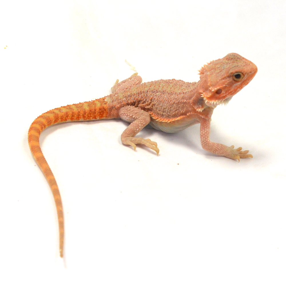 männliche Farb-Bartagame, eigene Nachzucht, Schlupf April 2026, 42 g, 26 cm, Pogona vitticeps – Bild 2