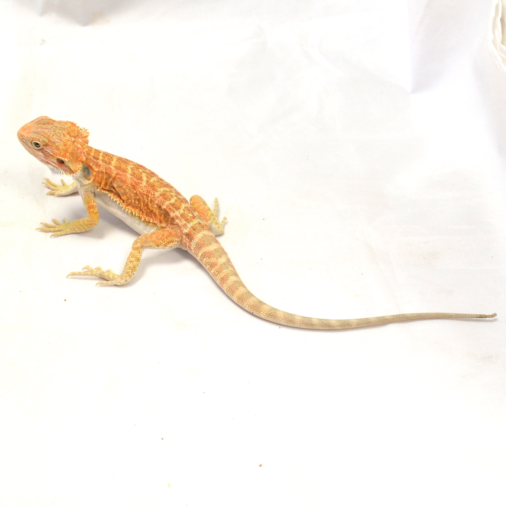 männliche Farb-Bartagame, eigene Nachzucht, Schlupf April 2026, 47 g, 29 cm, Pogona vitticeps – Bild 3