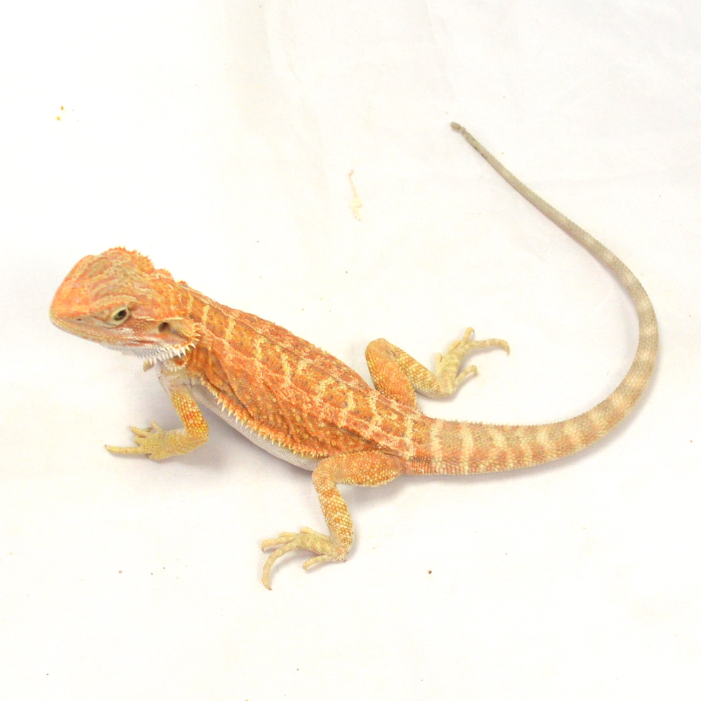 männliche Farb-Bartagame, eigene Nachzucht, Schlupf April 2026, 47 g, 29 cm, Pogona vitticeps