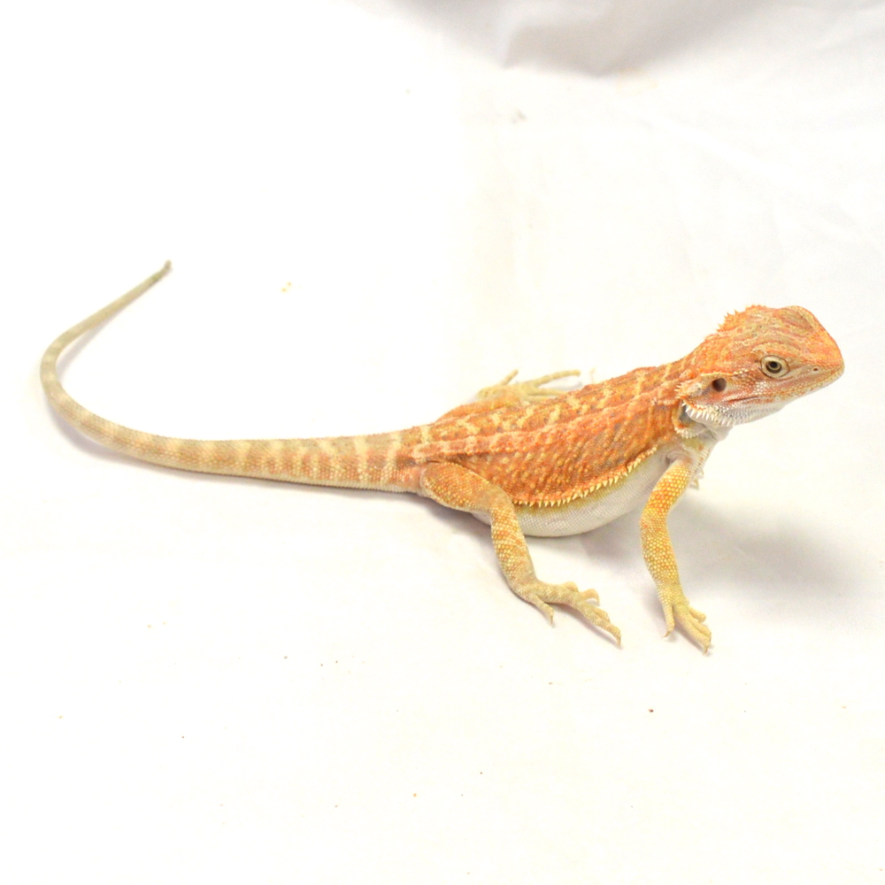 männliche Farb-Bartagame, eigene Nachzucht, Schlupf April 2026, 47 g, 29 cm, Pogona vitticeps – Bild 2