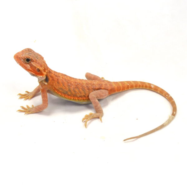 m&auml;nnliche Farb-Bartagame, eigene Nachzucht, Schlupf April 2026, 36 g, 27 cm, Pogona vitticeps
