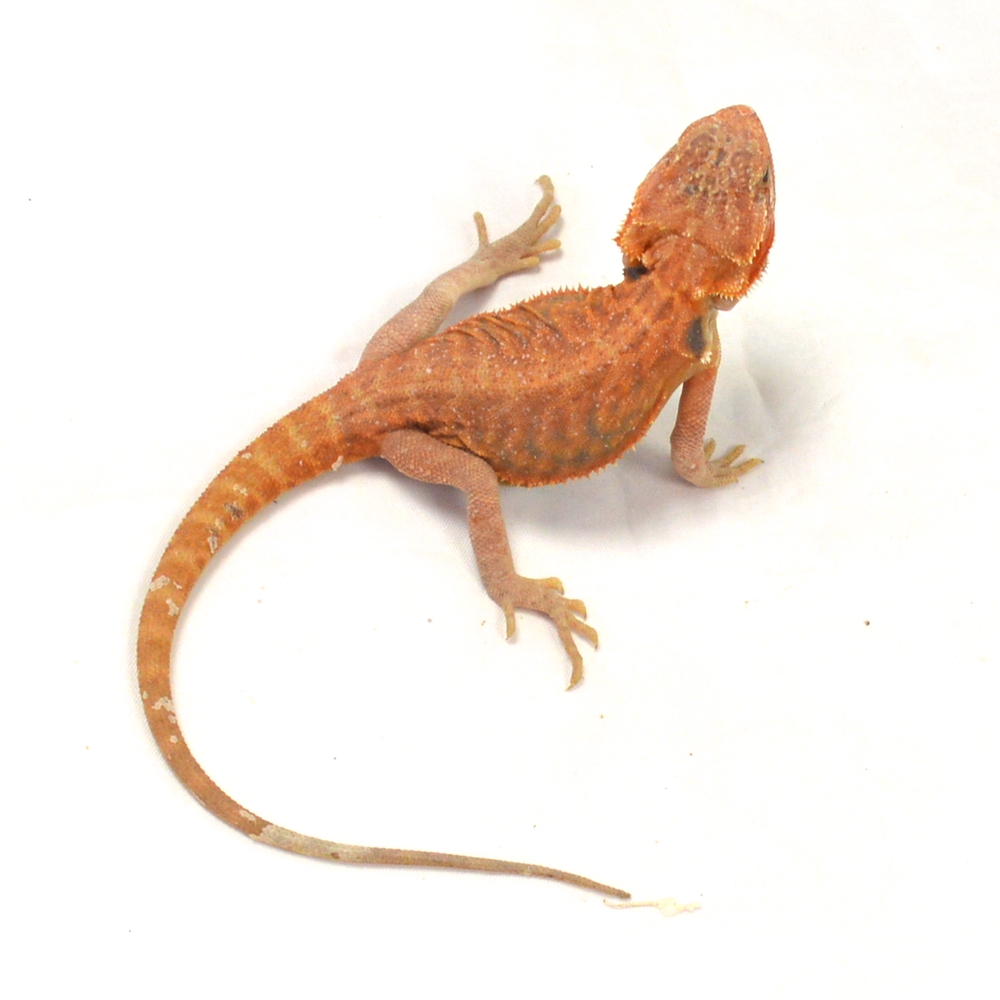 männliche Farb-Bartagame, eigene Nachzucht, Schlupf April 2026, 36 g, 27 cm, Pogona vitticeps – Bild 3
