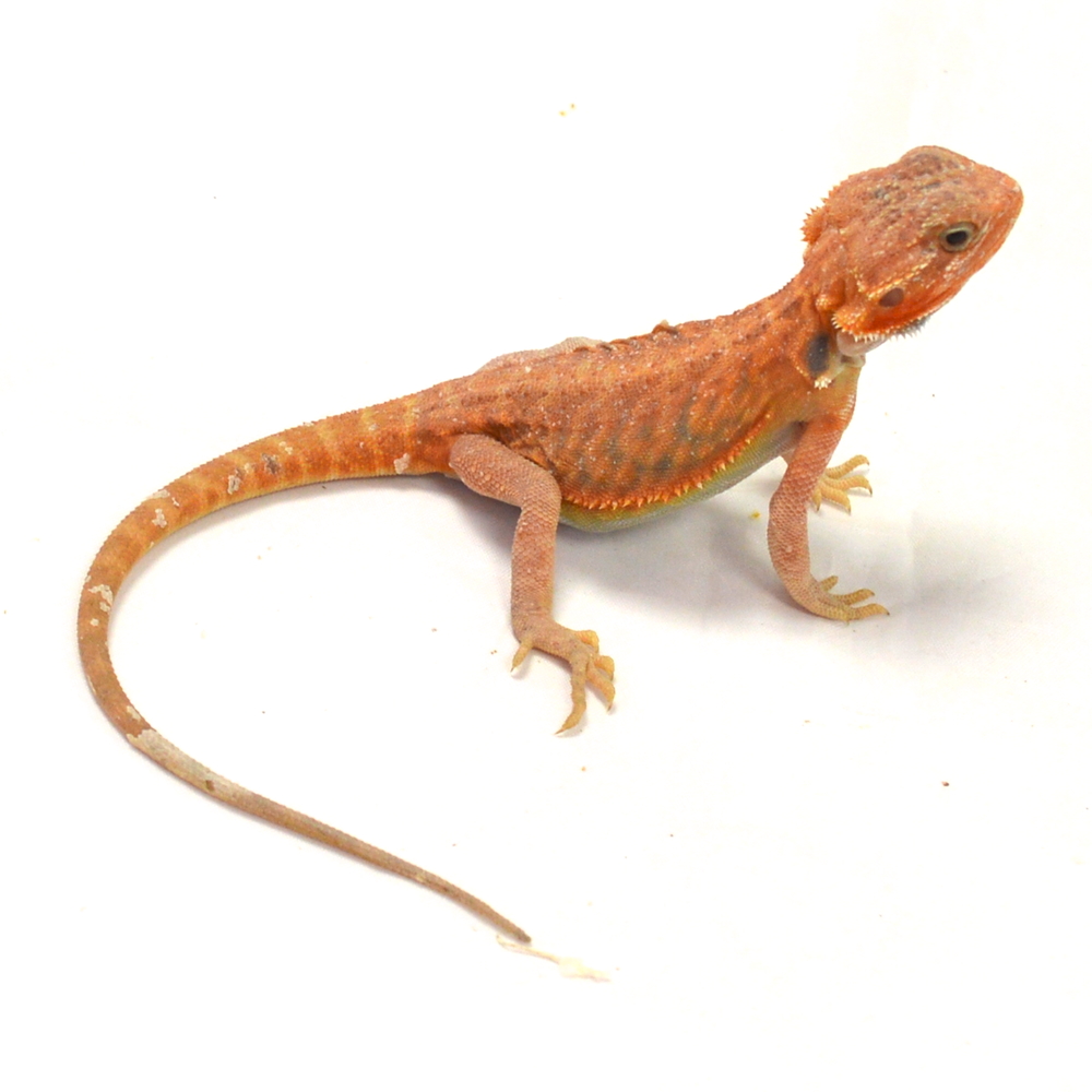 männliche Farb-Bartagame, eigene Nachzucht, Schlupf April 2026, 36 g, 27 cm, Pogona vitticeps – Bild 2