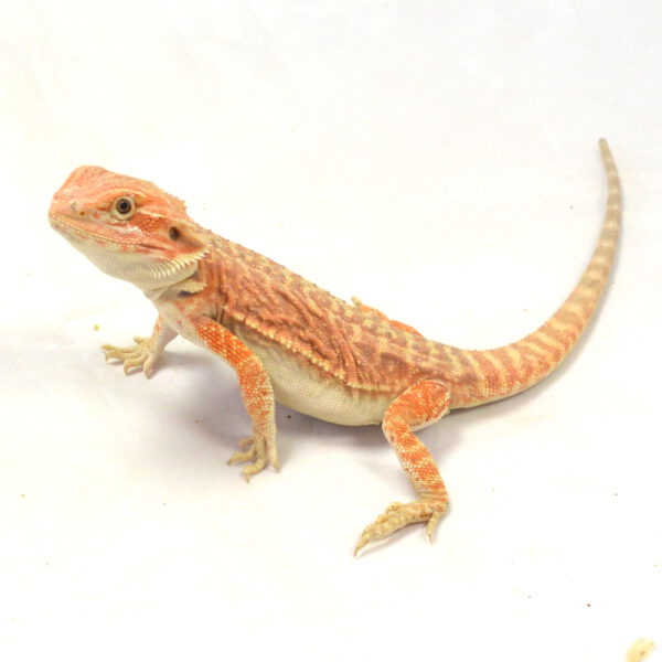 m&auml;nnliche Farb-Bartagame, eigene Nachzucht, Schlupf April 2026, 53 g, 25 cm, Pogona vitticeps