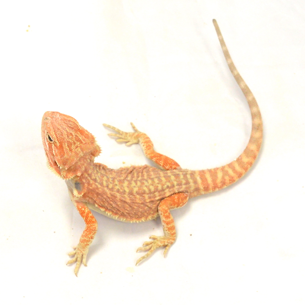 männliche Farb-Bartagame, eigene Nachzucht, Schlupf April 2026, 53 g, 25 cm, Pogona vitticeps – Bild 3