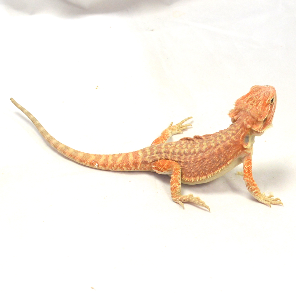 männliche Farb-Bartagame, eigene Nachzucht, Schlupf April 2026, 53 g, 25 cm, Pogona vitticeps – Bild 2