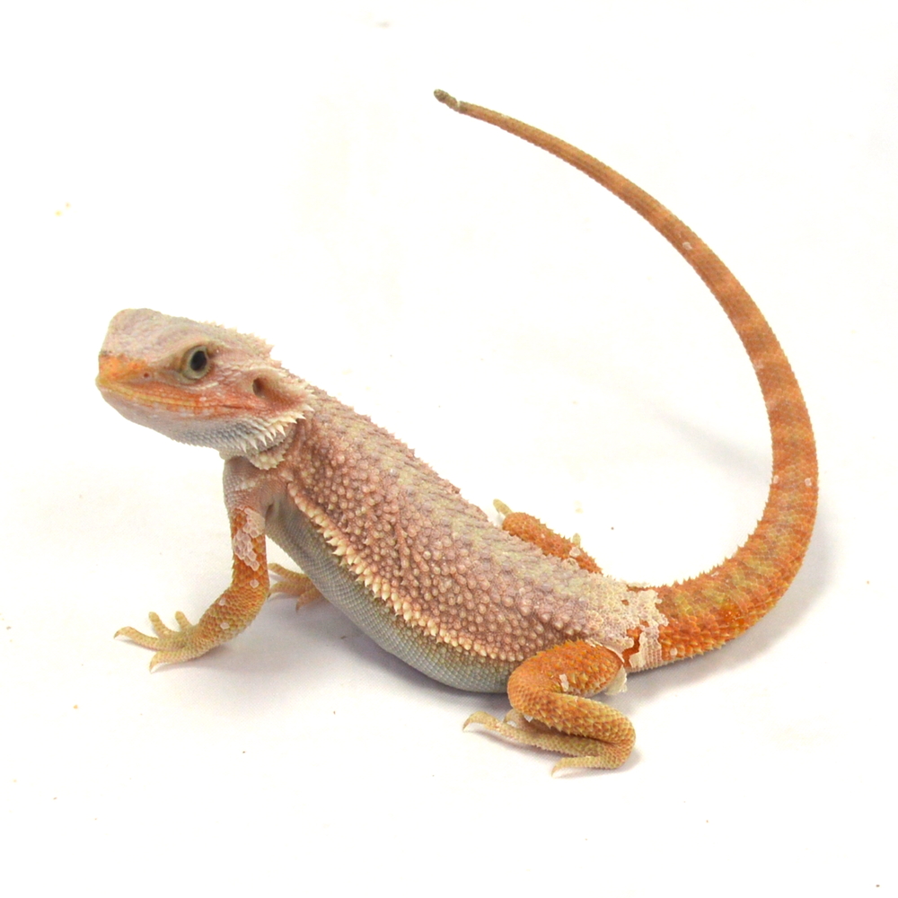 männliche Farb-Bartagame, eigene Nachzucht, Schlupf April 2026, 47 g, 26 cm, Pogona vitticeps – Bild 3
