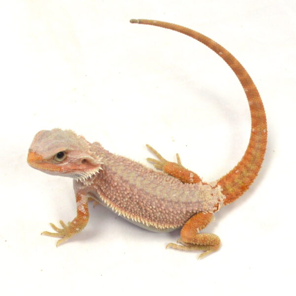 m&auml;nnliche Farb-Bartagame, eigene Nachzucht, Schlupf April 2026, 47 g, 26 cm, Pogona vitticeps