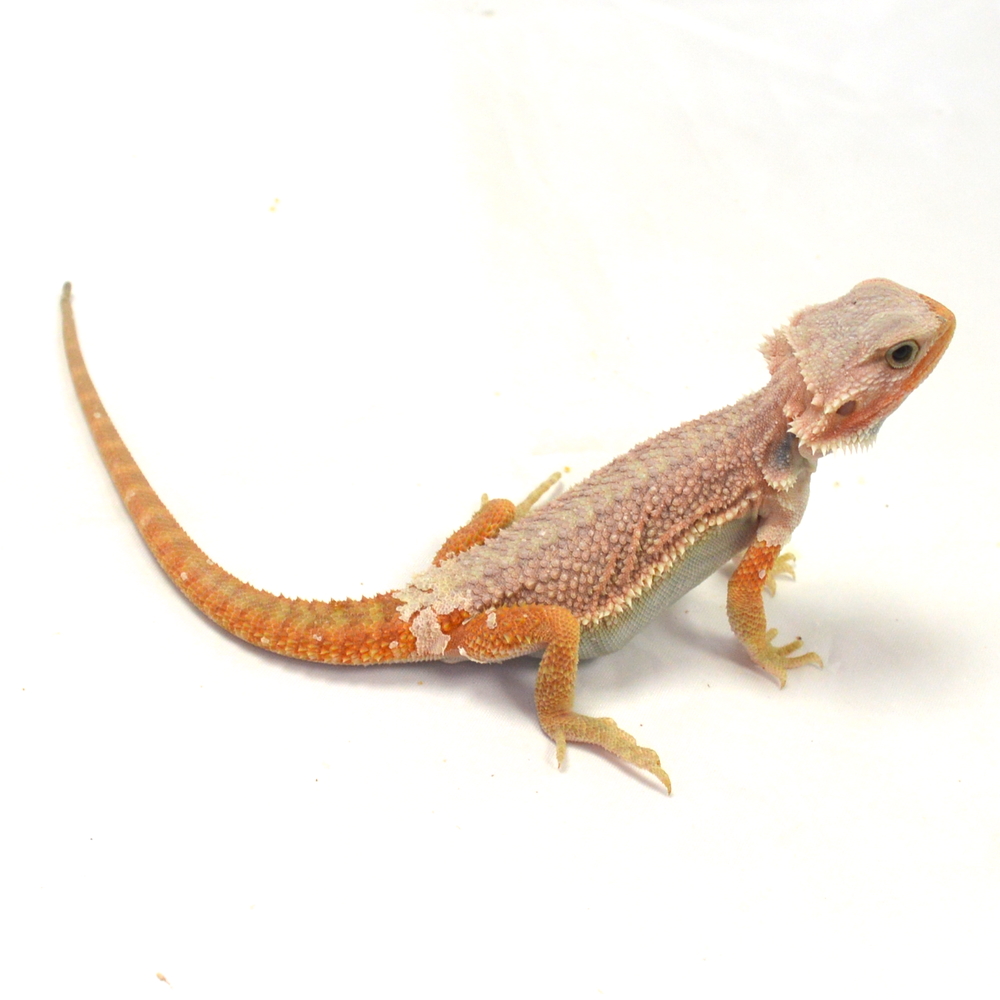 männliche Farb-Bartagame, eigene Nachzucht, Schlupf April 2026, 47 g, 26 cm, Pogona vitticeps – Bild 2