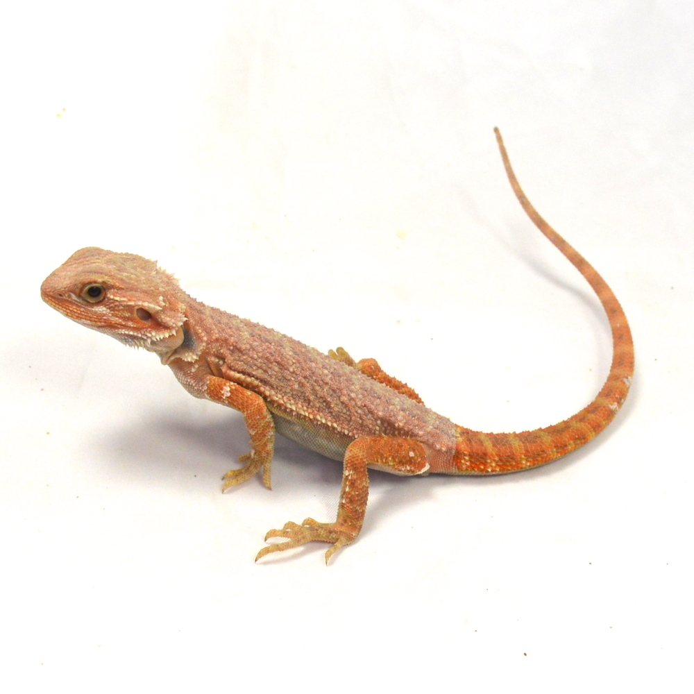 männliche Farb-Bartagame, eigene Nachzucht, Schlupf April 2026, 41 g, 27 cm, Pogona vitticeps