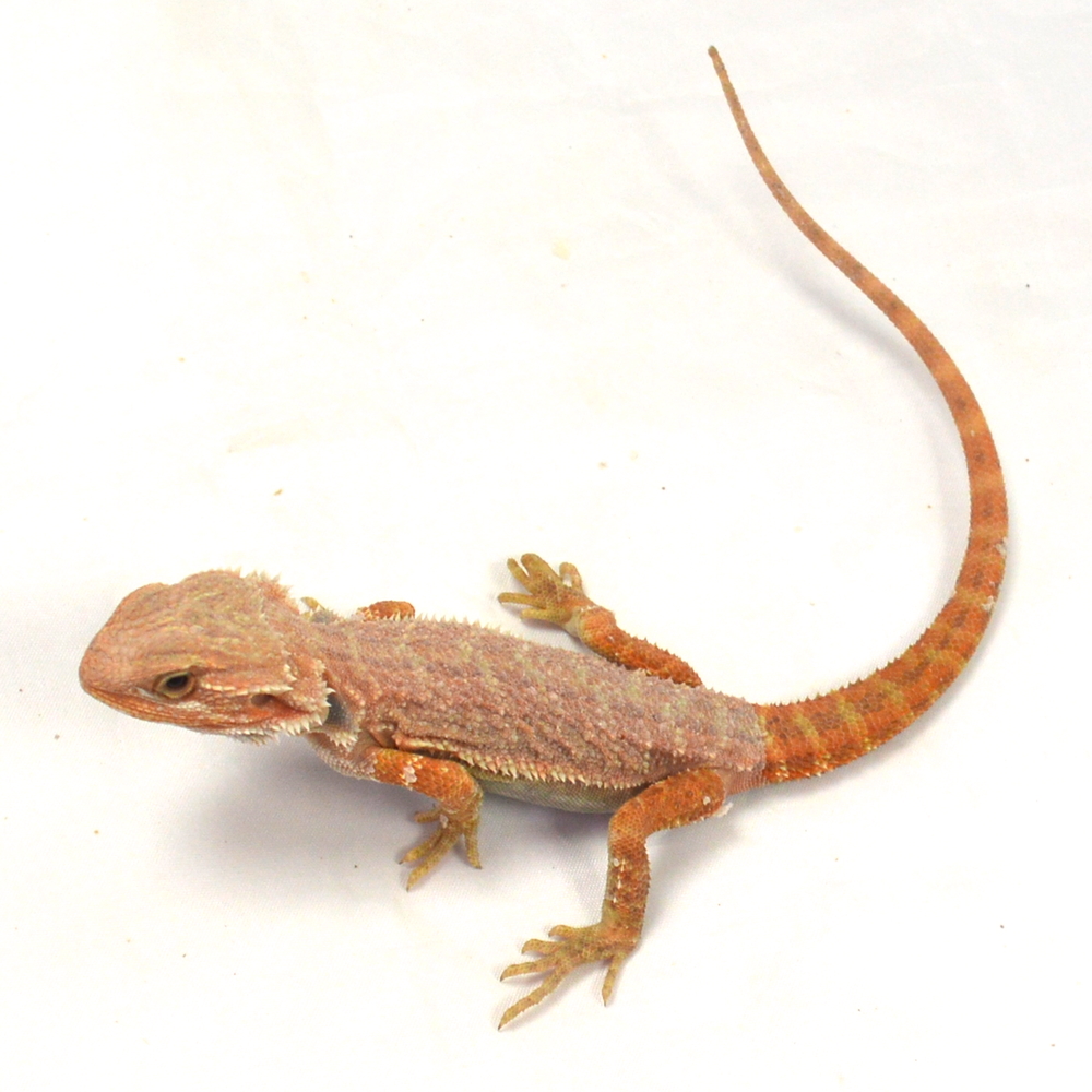 männliche Farb-Bartagame, eigene Nachzucht, Schlupf April 2026, 41 g, 27 cm, Pogona vitticeps – Bild 3