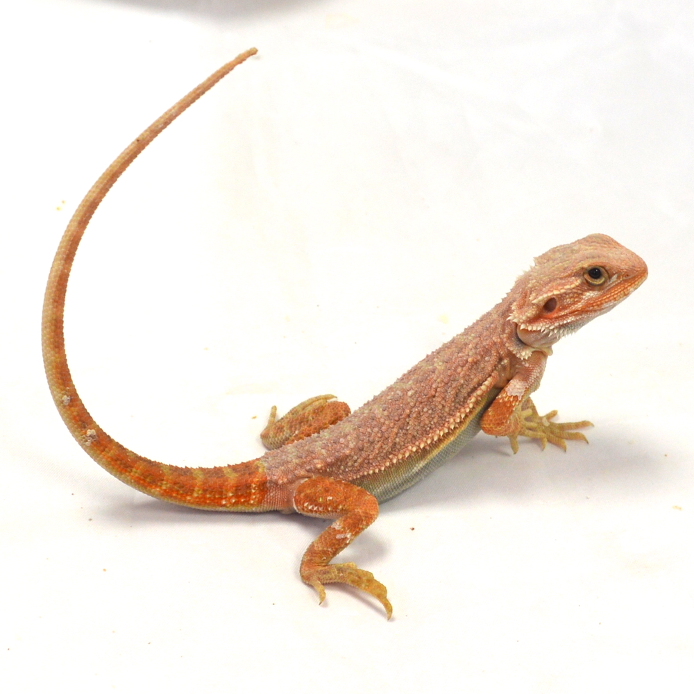 männliche Farb-Bartagame, eigene Nachzucht, Schlupf April 2026, 41 g, 27 cm, Pogona vitticeps – Bild 2