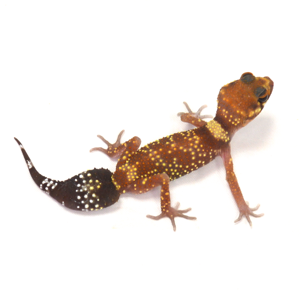 weiblicher Australischer Dickschwanzgecko, eigene Nachzucht, Schlupf April 2026, 9 g, 14 cm, Underwoodisaurus milii