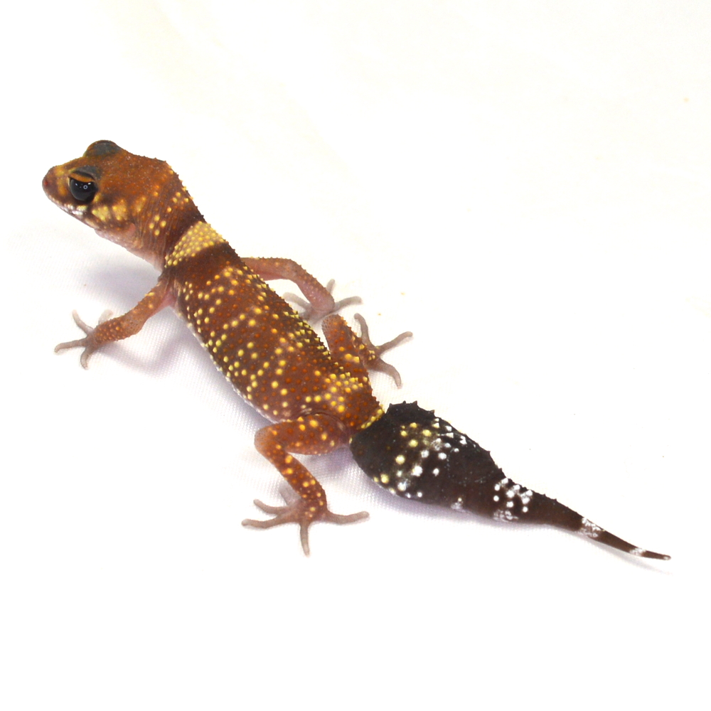 weiblicher Australischer Dickschwanzgecko, eigene Nachzucht, Schlupf April 2026, 9 g, 14 cm, Underwoodisaurus milii – Bild 2