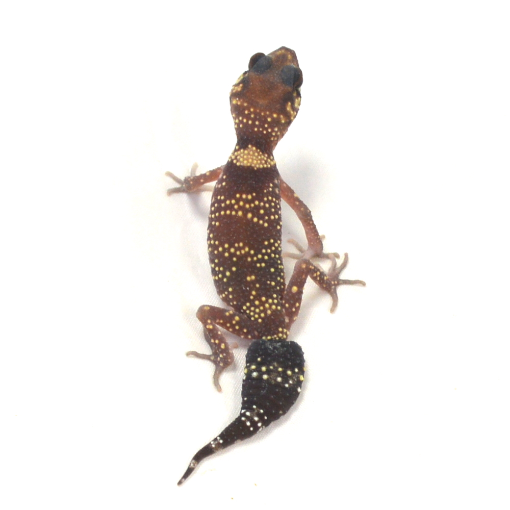 weiblicher Australischer Dickschwanzgecko, eigene Nachzucht, Schlupf April 2026, 6 g, 12 cm, Underwoodisaurus milii – Bild 2