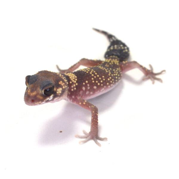 weiblicher Australischer Dickschwanzgecko, eigene Nachzucht, Schlupf April 2026, 6 g, 12 cm, Underwoodisaurus milii
