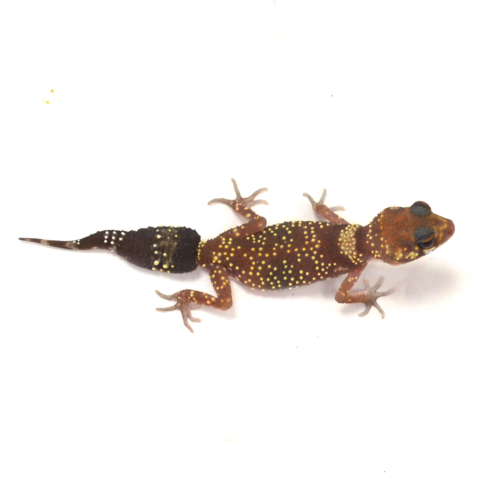 weiblicher Australischer Dickschwanzgecko, eigene Nachzucht, Schlupf April 2026, 9 g, 13 cm, Underwoodisaurus milii – Bild 2