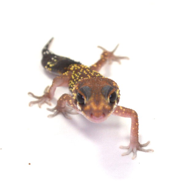 weiblicher Australischer Dickschwanzgecko, eigene Nachzucht, Schlupf April 2026, 9 g, 13 cm, Underwoodisaurus milii