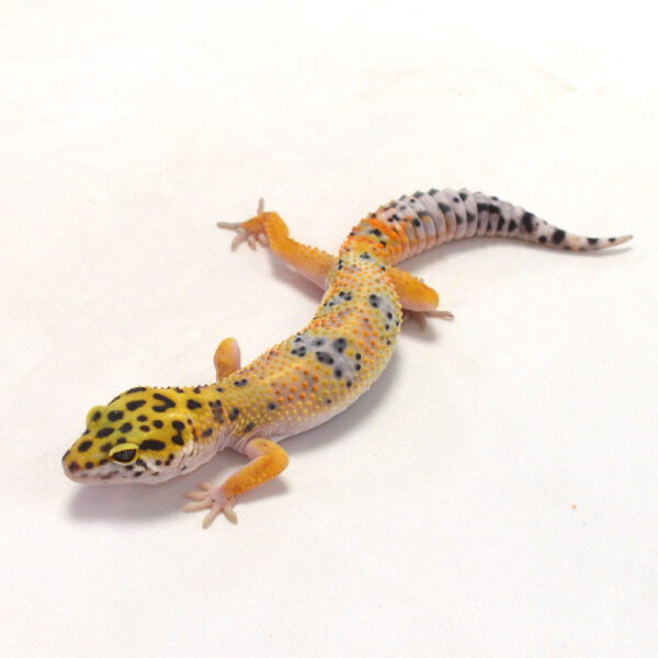m&auml;nnlicher Leopardgecko, eigene Nachzucht, Schlupf Juni 2026, 18 g, 16 cm, Eublepharis macularius