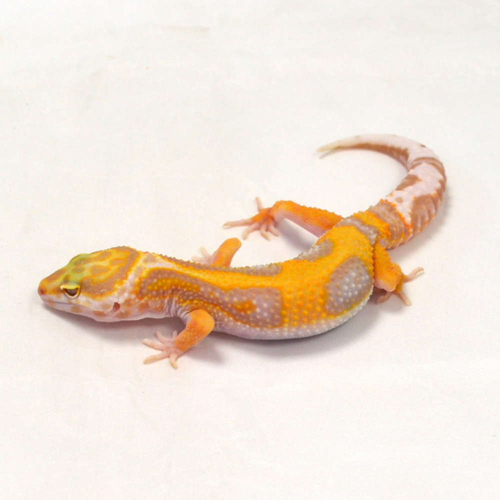 männlicher Leopardgecko, eigene Nachzucht, Schlupf Juni 2026, 20 g, 16 cm, Eublepharis macularius