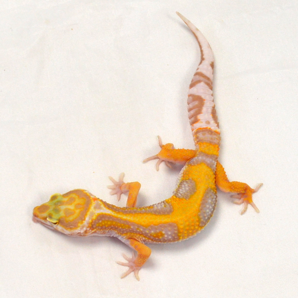 männlicher Leopardgecko, eigene Nachzucht, Schlupf Juni 2026, 20 g, 16 cm, Eublepharis macularius – Bild 3