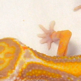 männlicher Leopardgecko, eigene Nachzucht, Schlupf Juni 2026, 20 g, 16 cm, Eublepharis macularius – Bild 4