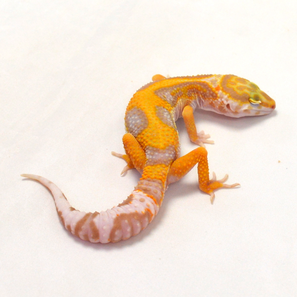 männlicher Leopardgecko, eigene Nachzucht, Schlupf Juni 2026, 20 g, 16 cm, Eublepharis macularius – Bild 2