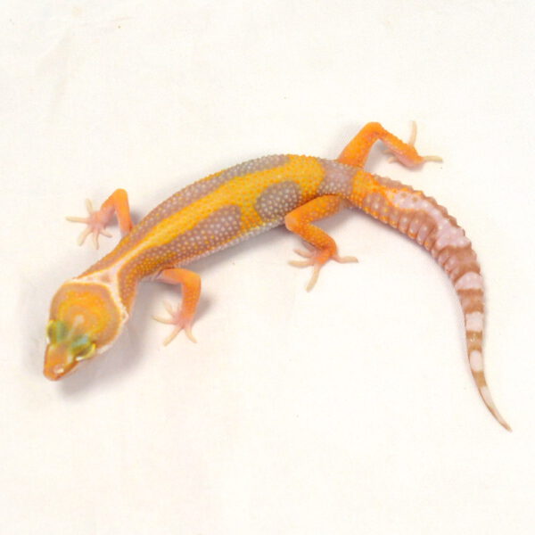 m&auml;nnlicher Leopardgecko, eigene Nachzucht, Schlupf Juni 2026, 16 g, 15 cm, Eublepharis macularius