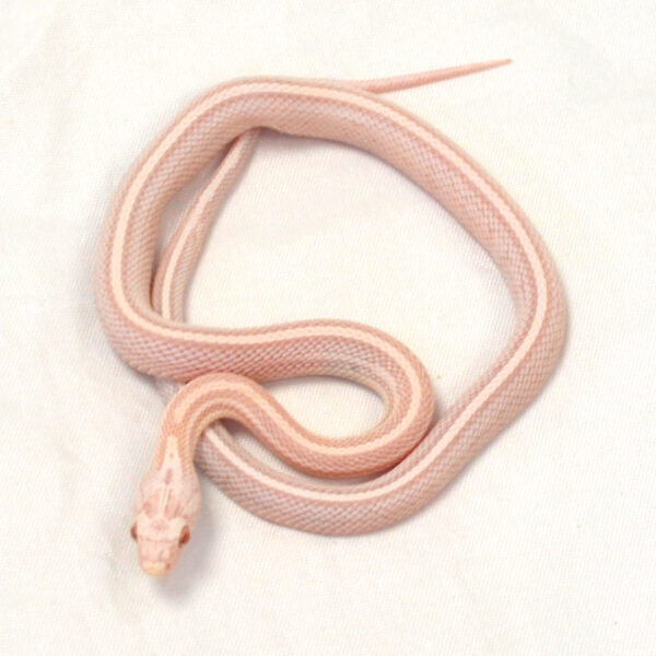 m&auml;nnliche Kornnatter - Tessera, Schlupf 01.06.2026, 9 g, 34 cm, Pantherophis guttatus