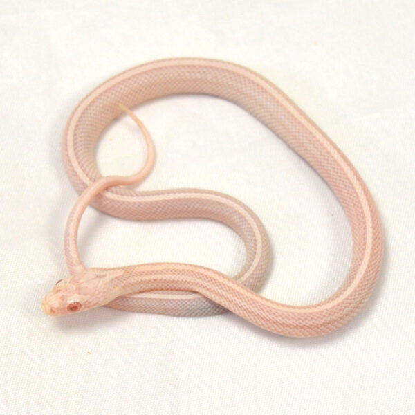 m&auml;nnliche Kornnatter - Tessera, Schlupf 01.06.2026, 6 g, 28 cm, Pantherophis guttatus