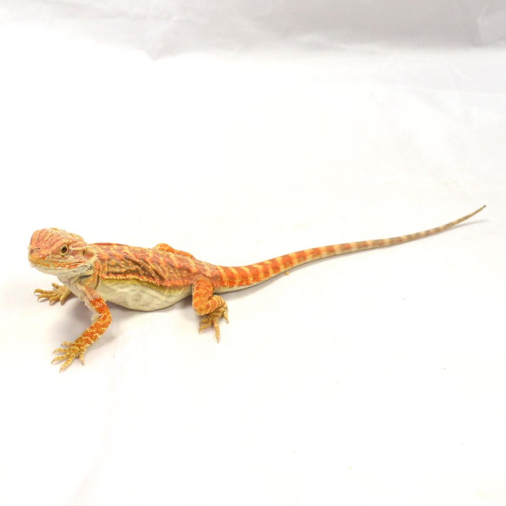 männliche Farb-Bartagame, eigene Nachzucht, Schlupf Mai 2026, 49 g, 27 cm, Pogona vitticeps – Bild 3