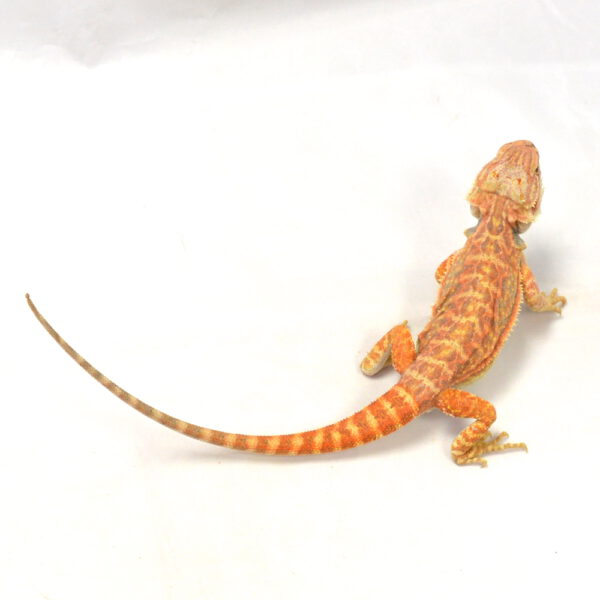 männliche Farb-Bartagame, eigene Nachzucht, Schlupf Mai 2026, 49 g, 27 cm, Pogona vitticeps