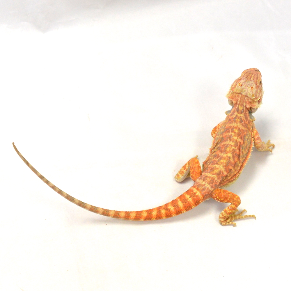männliche Farb-Bartagame, eigene Nachzucht, Schlupf Mai 2026, 49 g, 27 cm, Pogona vitticeps