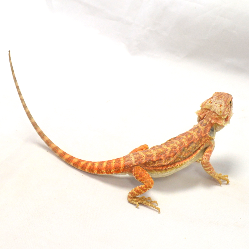 männliche Farb-Bartagame, eigene Nachzucht, Schlupf Mai 2026, 49 g, 27 cm, Pogona vitticeps – Bild 2