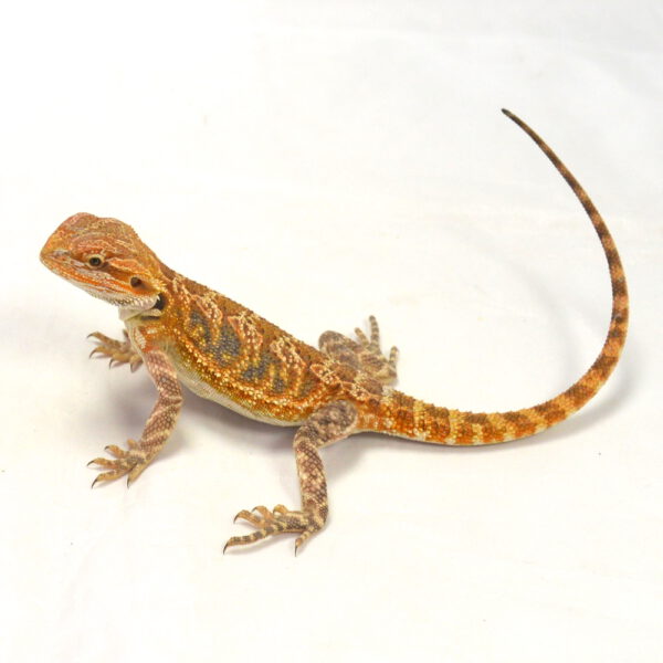 weibliche Farb-Bartagame, eigene Nachzucht, Schlupf Mai 2026, 42 g, 27 cm, Pogona vitticeps