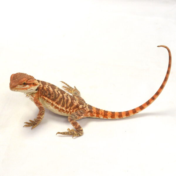m&auml;nnliche Farb-Bartagame, eigene Nachzucht, Schlupf Mai 2026, 37 g, 25 cm, Pogona vitticeps