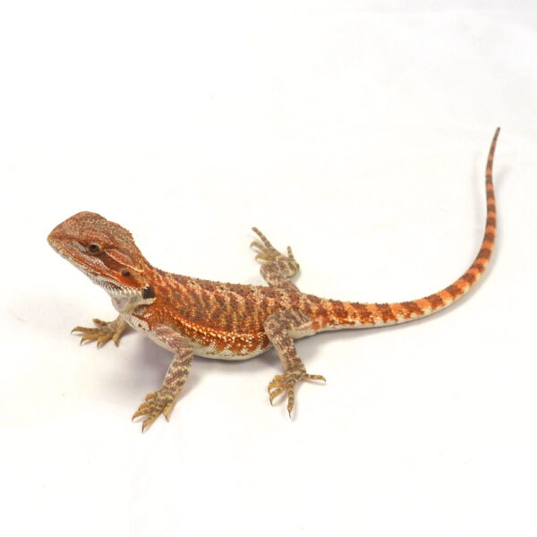m&auml;nnliche Farb-Bartagame, eigene Nachzucht, Schlupf Mai 2026, 36 g, 25 cm, Pogona vitticeps