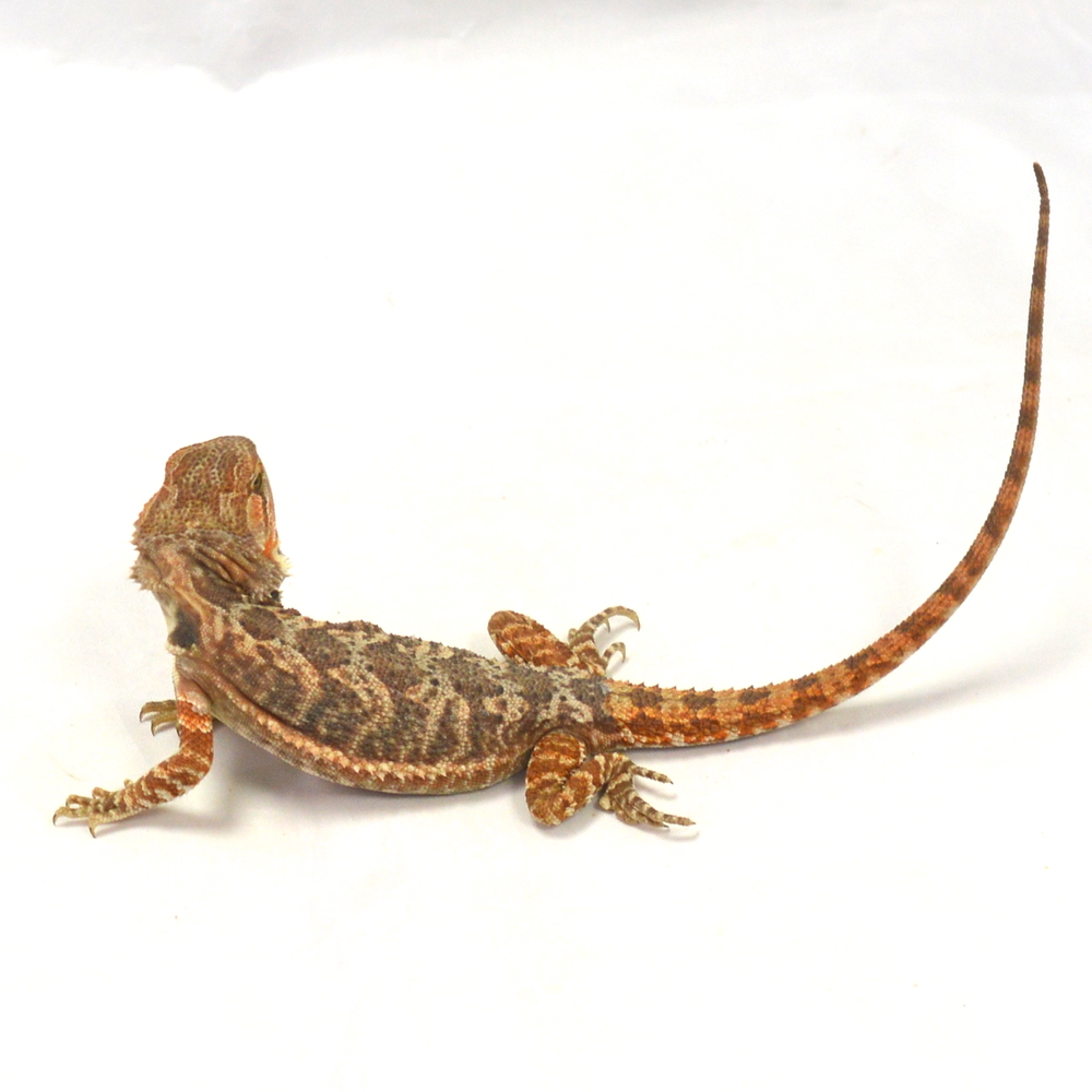 weibliche Farb-Bartagame, eigene Nachzucht, Schlupf Mai 2026, 41 g, 26 cm, Pogona vitticeps – Bild 3