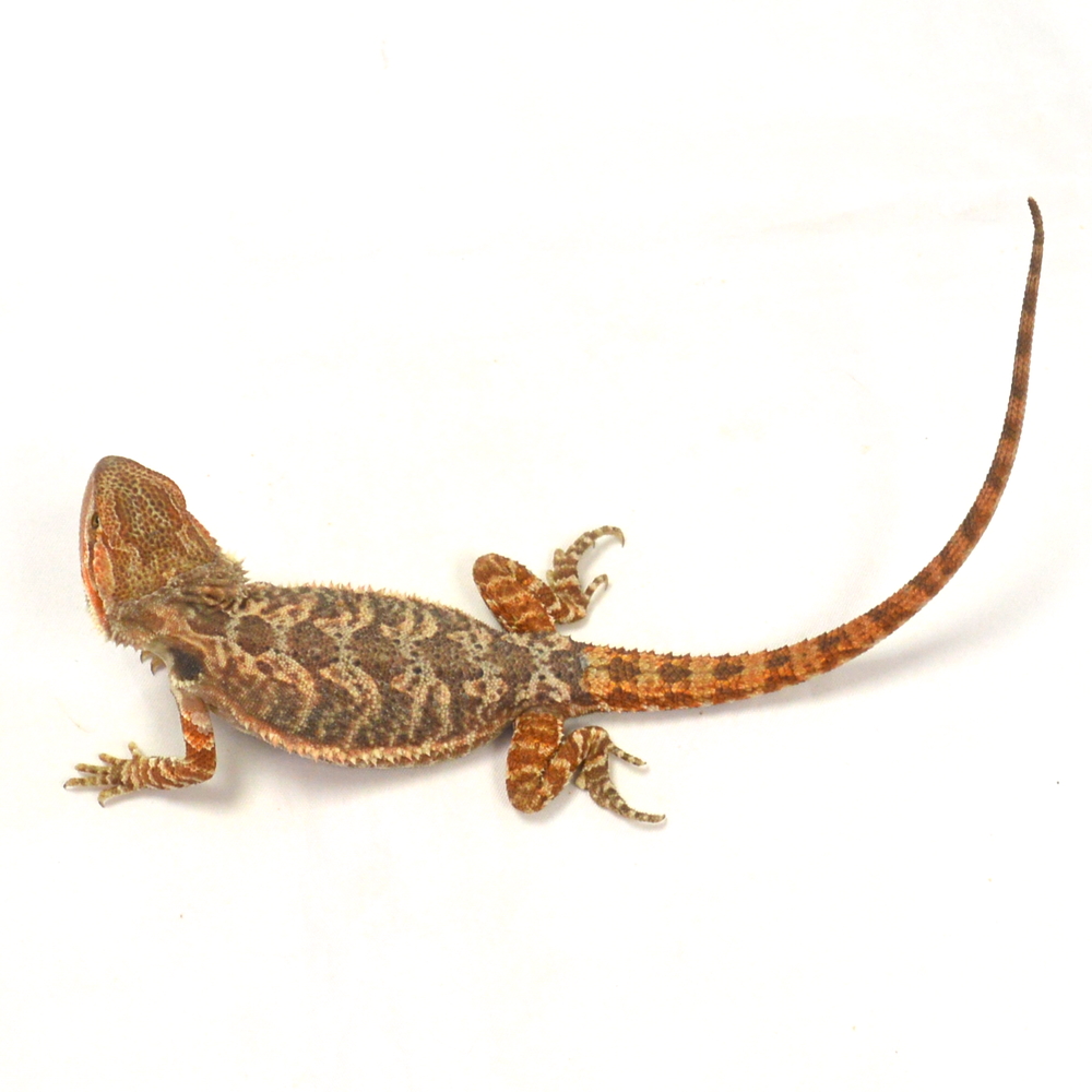 weibliche Farb-Bartagame, eigene Nachzucht, Schlupf Mai 2026, 41 g, 26 cm, Pogona vitticeps – Bild 2
