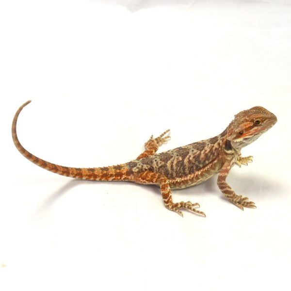 weibliche Farb-Bartagame, eigene Nachzucht, Schlupf Mai 2026, 41 g, 26 cm, Pogona vitticeps